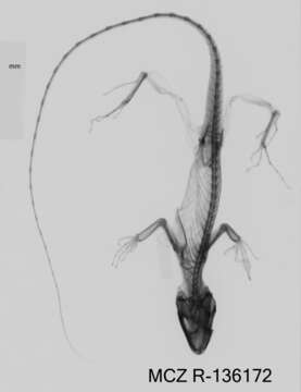 Image of Small-scaled Anole