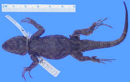 Imagem de Sceloporus asper Boulenger 1897