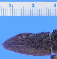 Image of Asperous Spiny Lizard