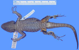 Imagem de Sceloporus asper Boulenger 1897