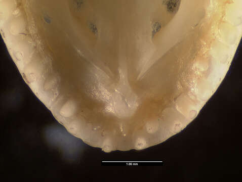 Image of Anolis lineatopus merope Underwood And Williams 1959