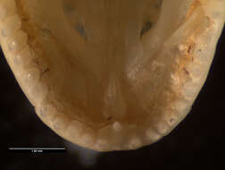 Image of Anolis lineatopus merope Underwood And Williams 1959