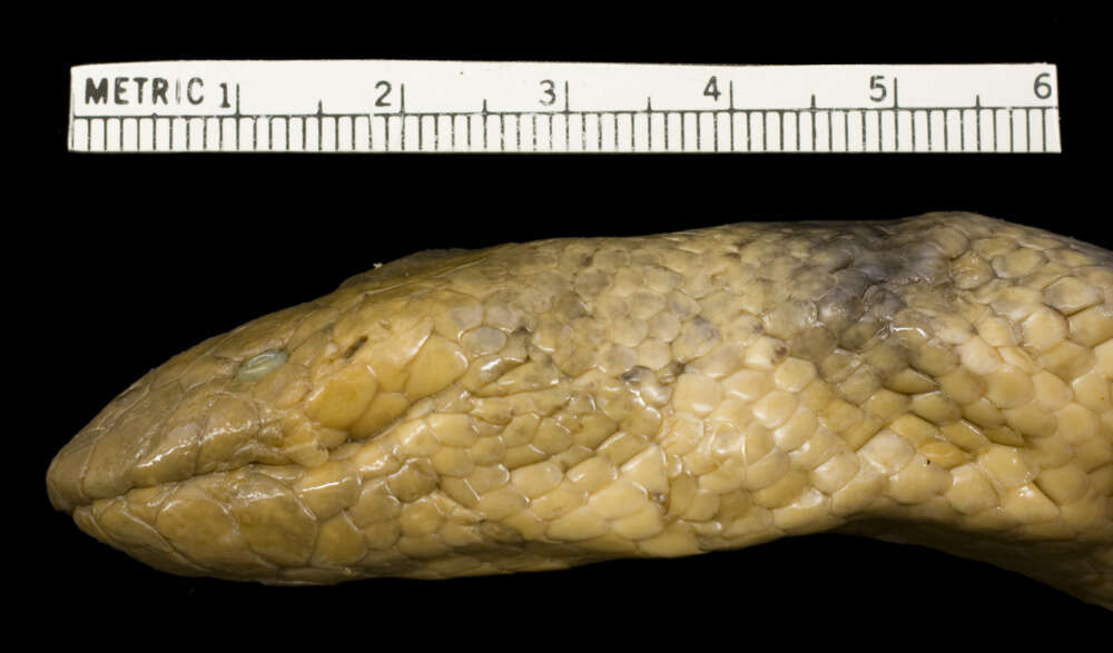 Image of Graceful small-headed or slender seasnake