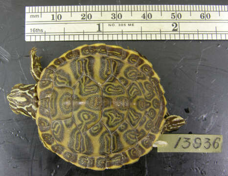 Image of Florida Red-bellied Cooter