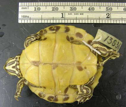 Image of Florida Red-bellied Cooter