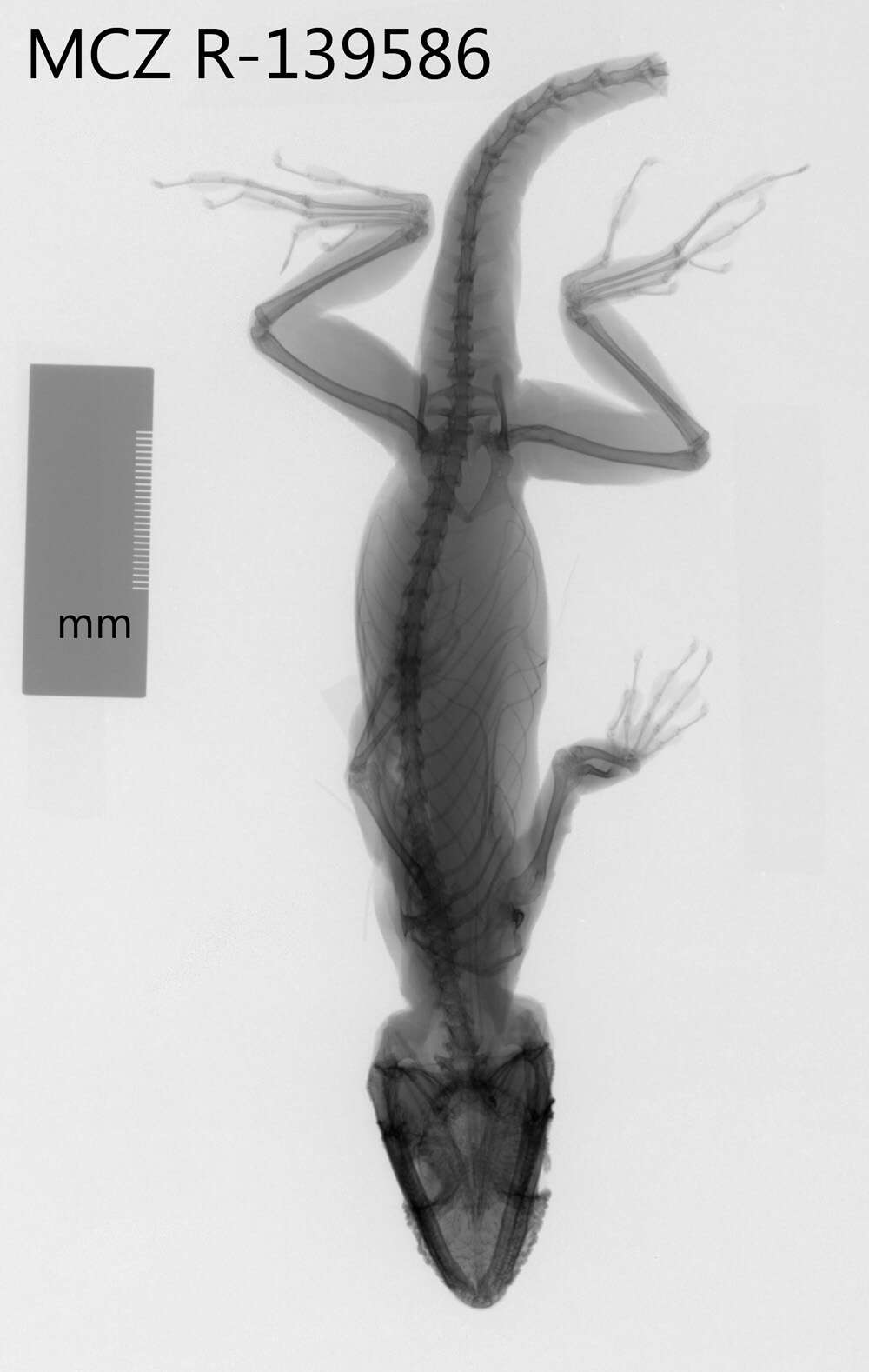 Image of Baracoa Anole