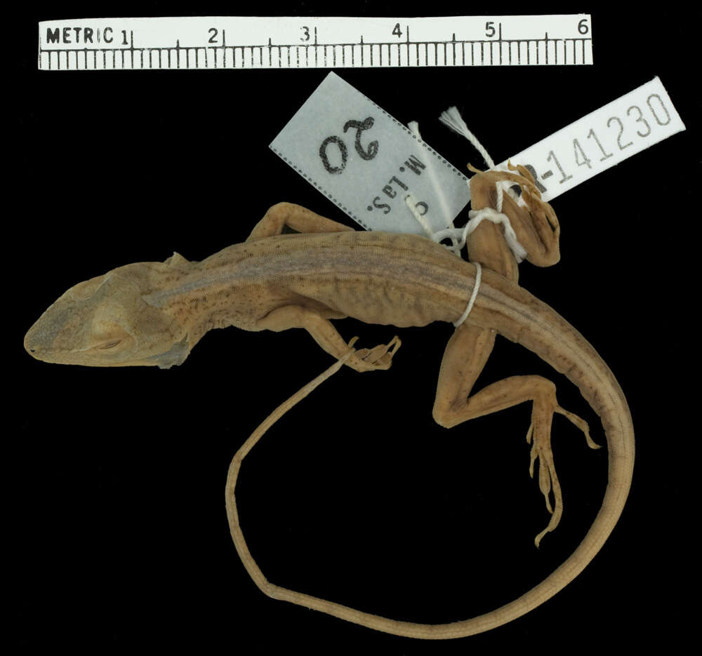 Image of Jacare Anole