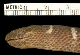 Image of Graceful small-headed or slender seasnake