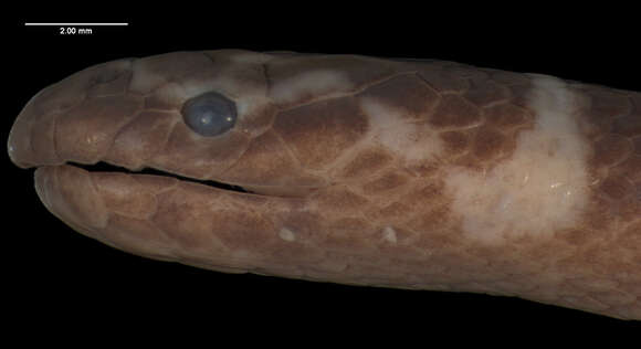 Image of Estuarine seasnake