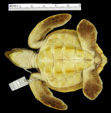 Plancia ëd Chelonia mydas japonica (Thunberg 1787)