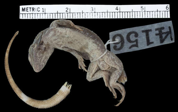 Sceloporus bicanthalis Smith 1937 resmi