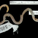 Image of Mato Grosso Blind Snake