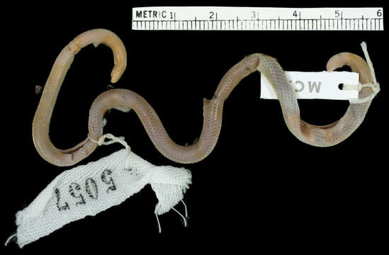 Image of Mato Grosso Blind Snake