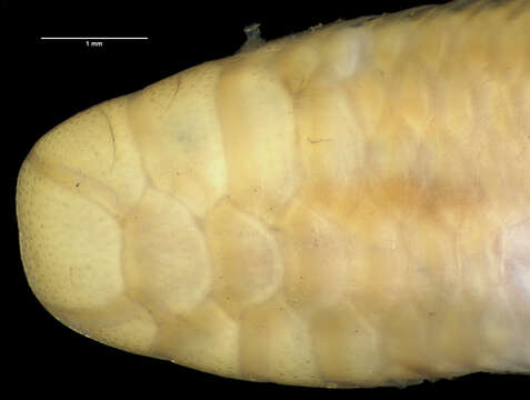 Sivun Siagonodon cupinensis (Bailey & Carvalho 1946) kuva