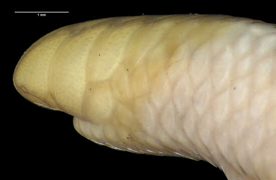 Sivun Siagonodon cupinensis (Bailey & Carvalho 1946) kuva