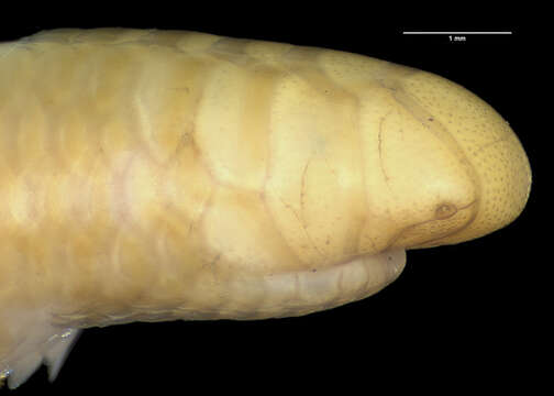 Sivun Siagonodon cupinensis (Bailey & Carvalho 1946) kuva