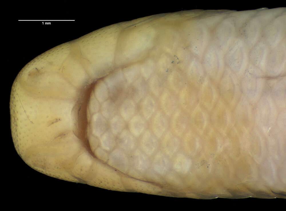 Imagem de Siagonodon cupinensis (Bailey & Carvalho 1946)