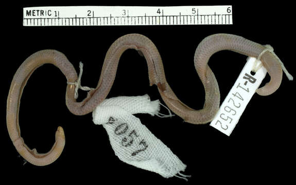 Image of Mato Grosso Blind Snake