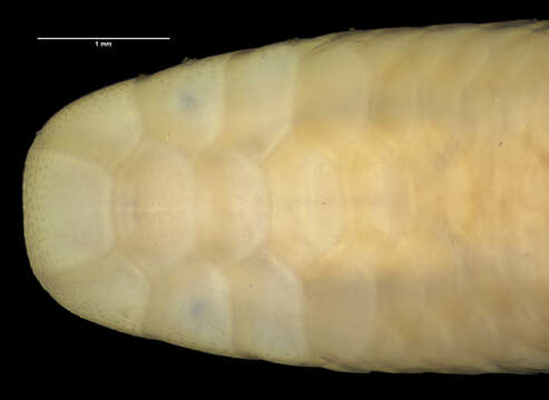 Imagem de Siagonodon cupinensis (Bailey & Carvalho 1946)