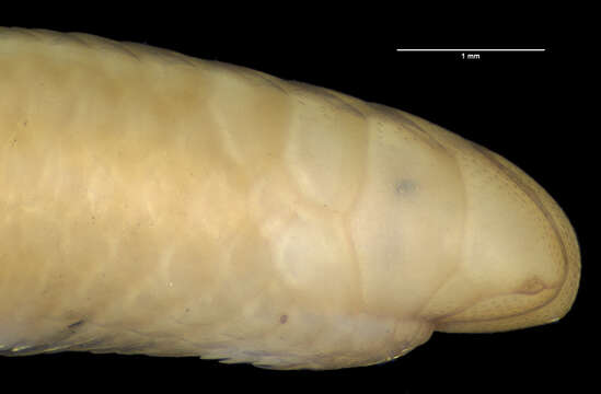 Sivun Siagonodon cupinensis (Bailey & Carvalho 1946) kuva