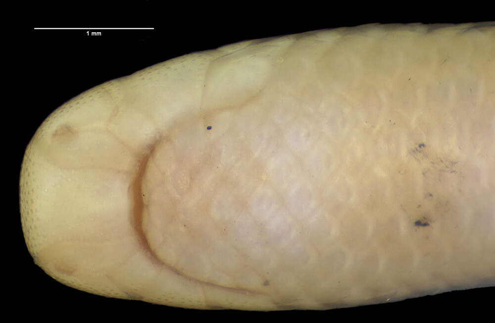 Imagem de Siagonodon cupinensis (Bailey & Carvalho 1946)