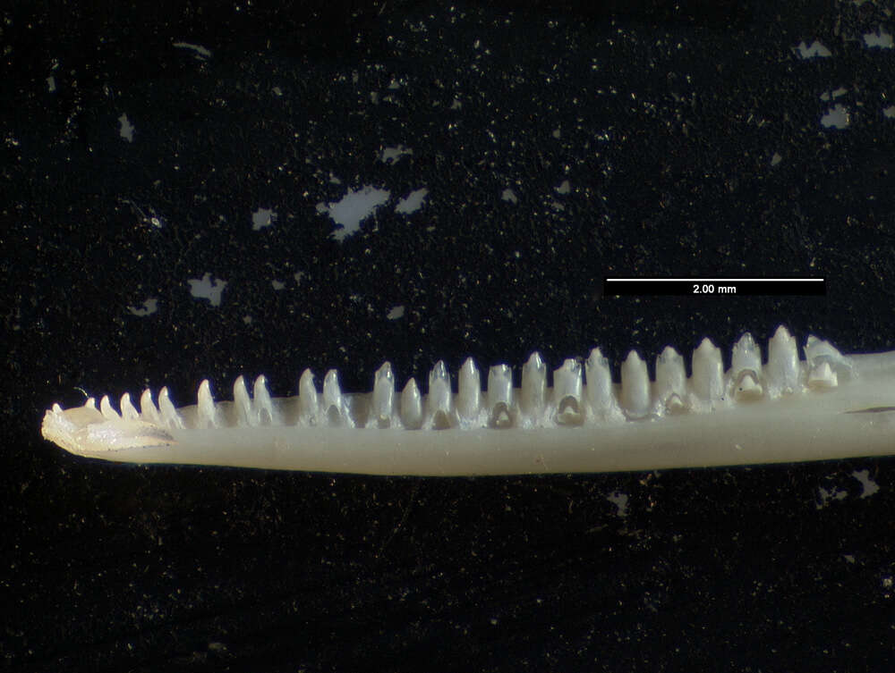 Sivun Anolis stratulus Cope 1861 kuva