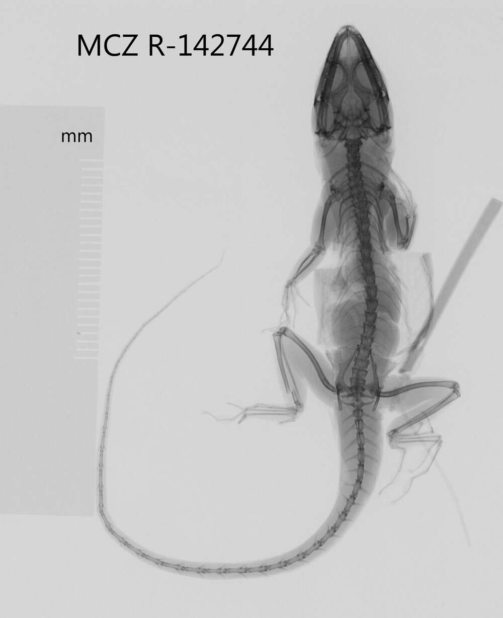 Image of Bluefields Anole