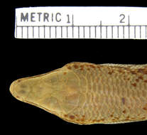 Image of <i>Alinea pergravis</i>