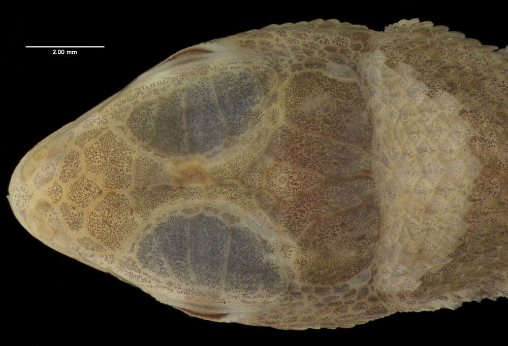 Image of Leiocephalus barahonensis barahonensis Schmidt 1921