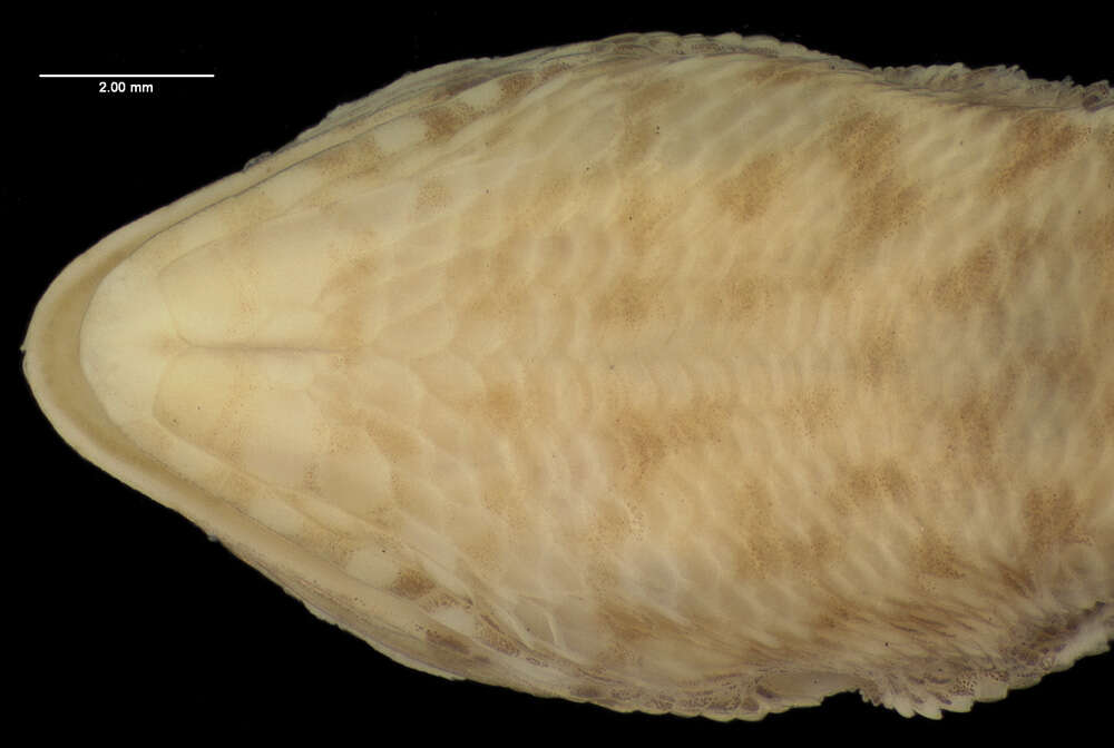 Image of Leiocephalus barahonensis barahonensis Schmidt 1921