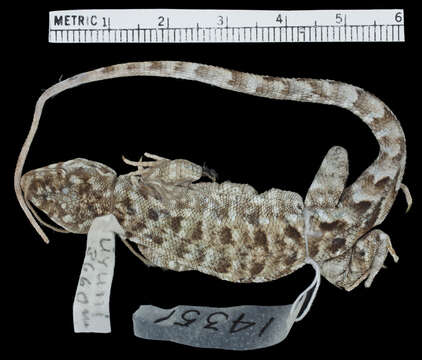 Image of Liolaemus orientalis Müller 1924