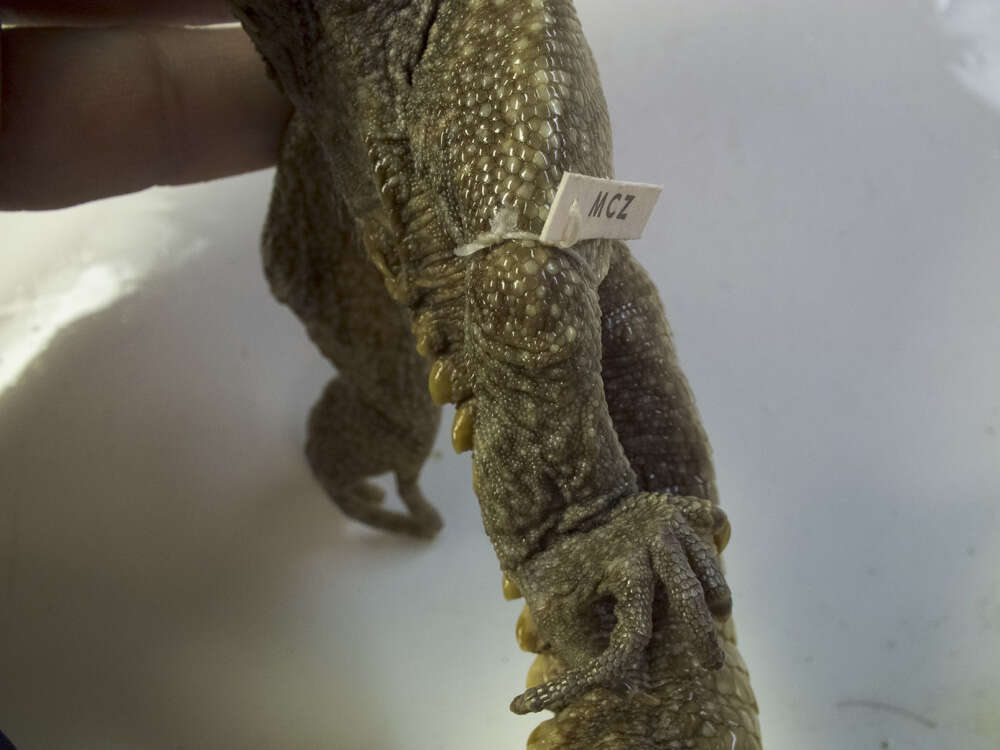 Image of Tuatara