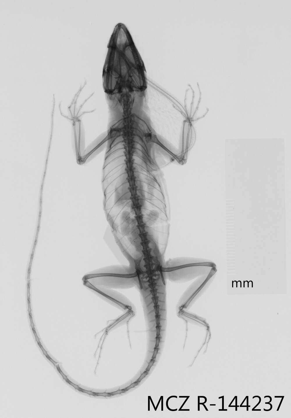 Image of Bulky Anole