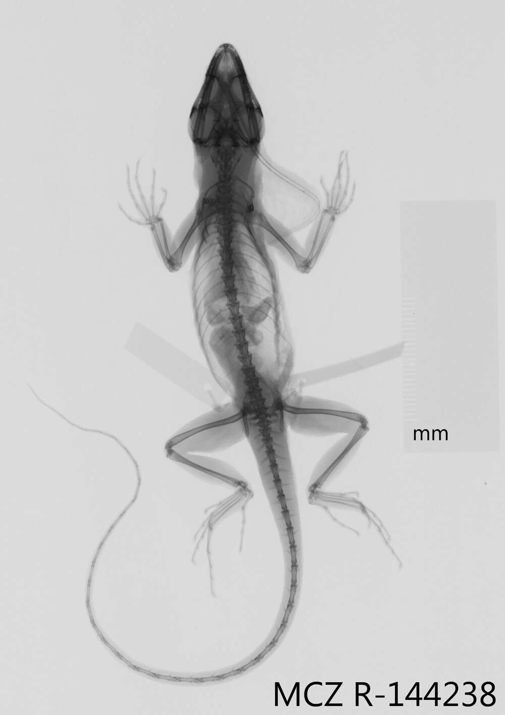 Image of Bulky Anole