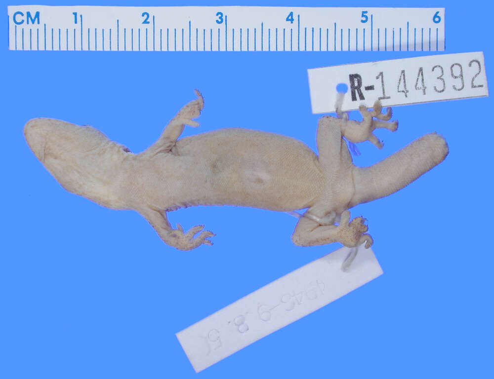 Image de Lepidodactylus pulcher Boulenger 1885