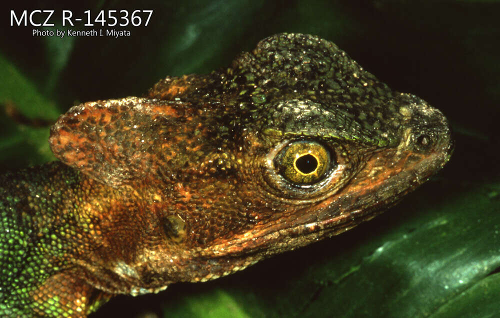 Image of Western basilisk