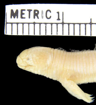 Image of Two-legged worm lizards