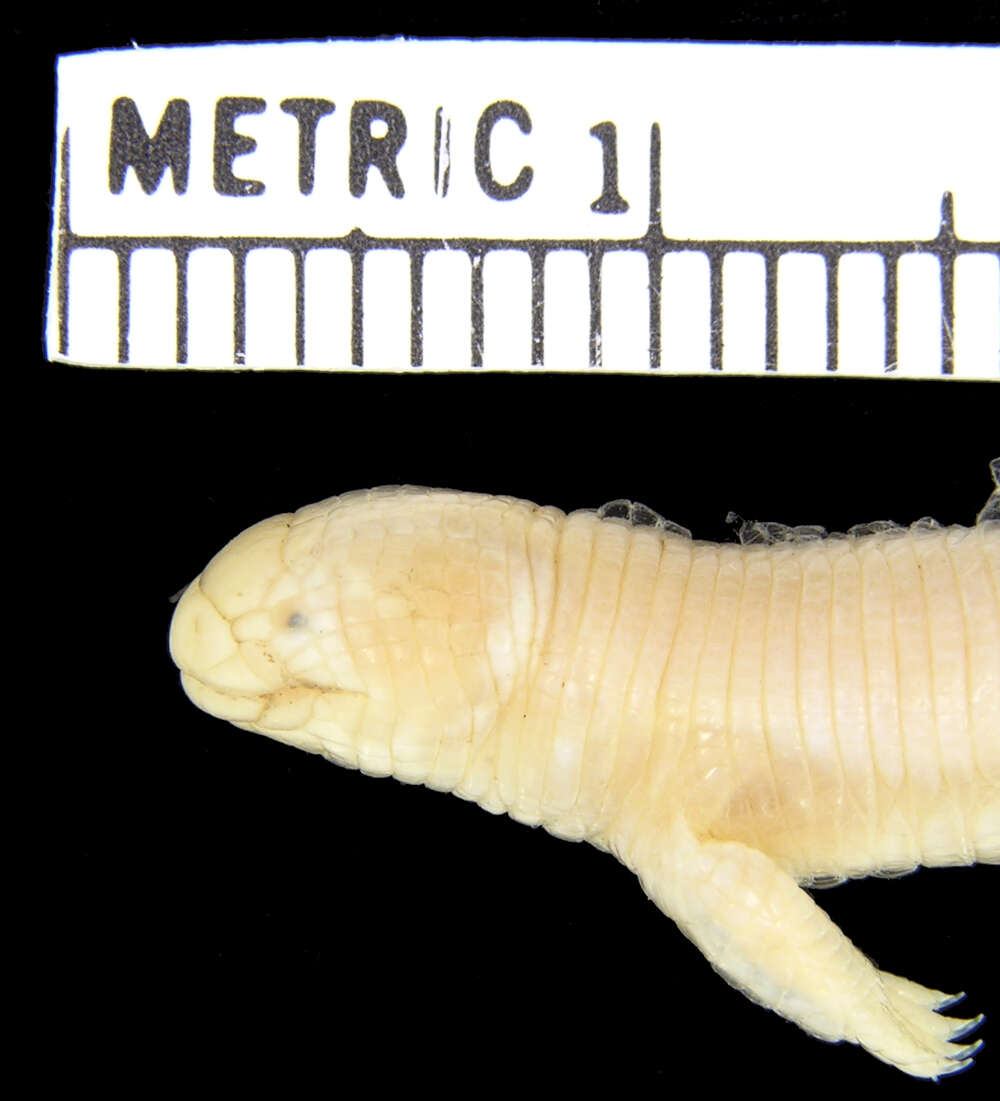 Image of Bipedidae