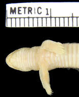 Image of Bipedidae