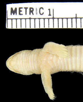 Image of Two-legged worm lizards