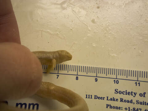 Image of Two-legged worm lizards