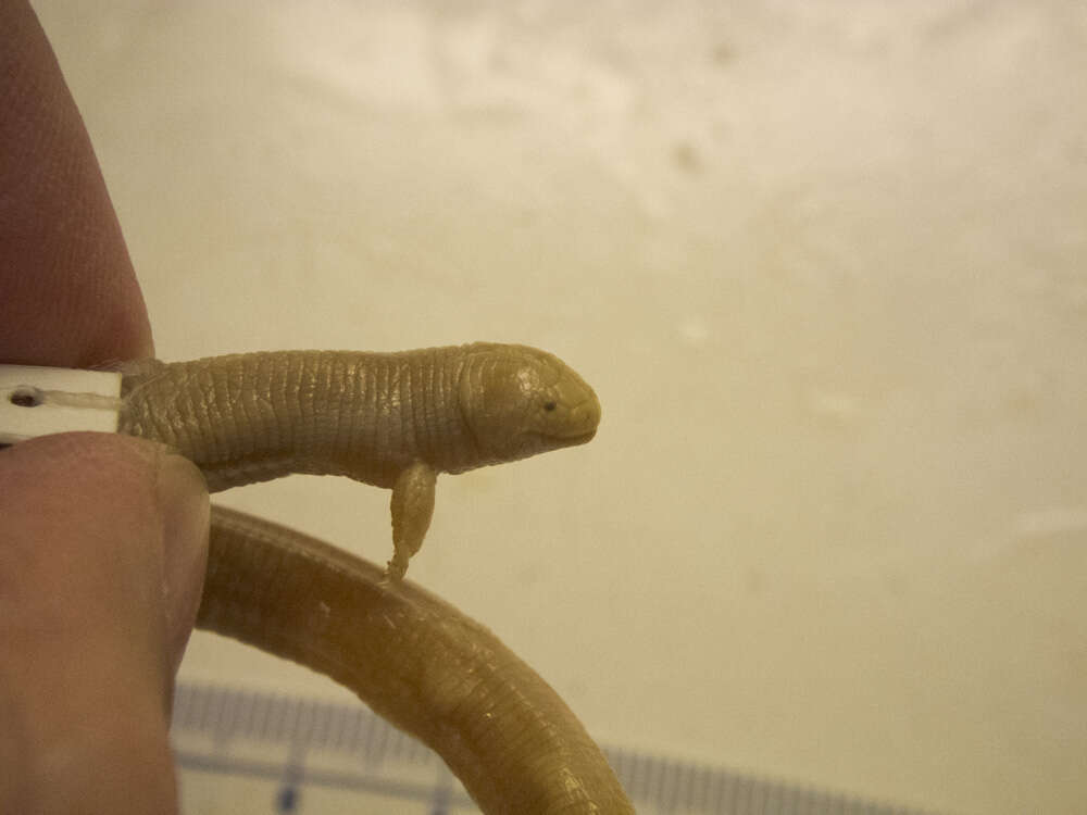 Image of two-legged worm lizards