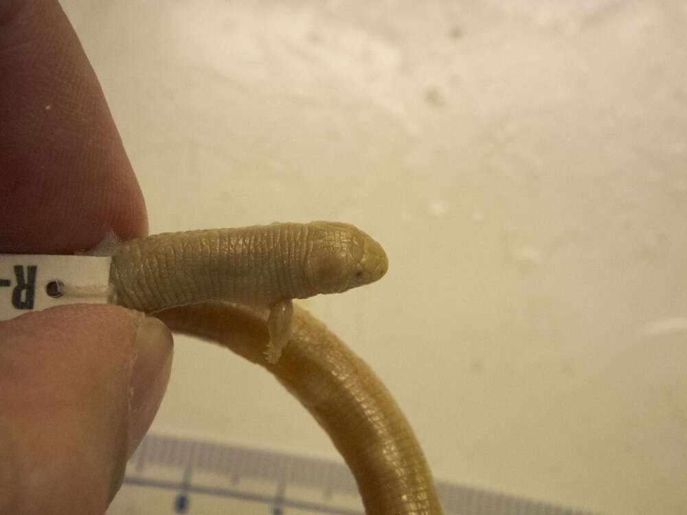 Image of two-legged worm lizards