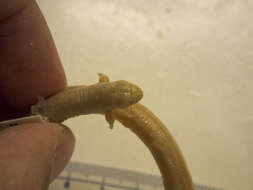 Image of two-legged worm lizards