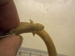 Image of two-legged worm lizards