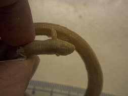 Image of two-legged worm lizards