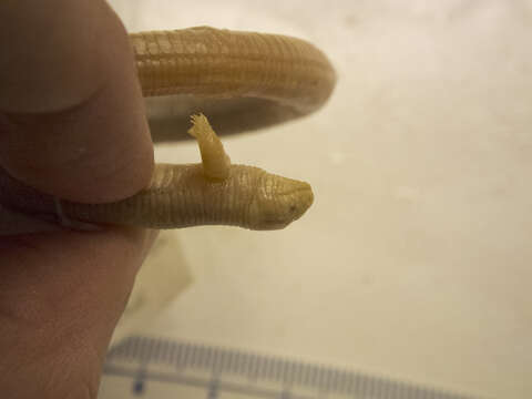 Image of Two-legged worm lizards