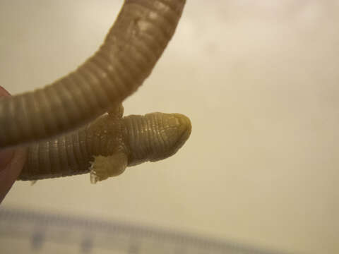 Image of Two-legged worm lizards