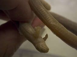 Image of two-legged worm lizards