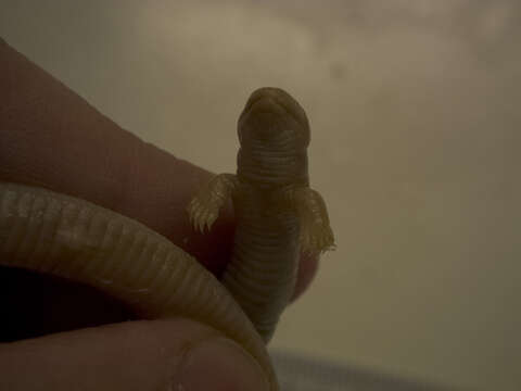 Image of Two-legged worm lizards